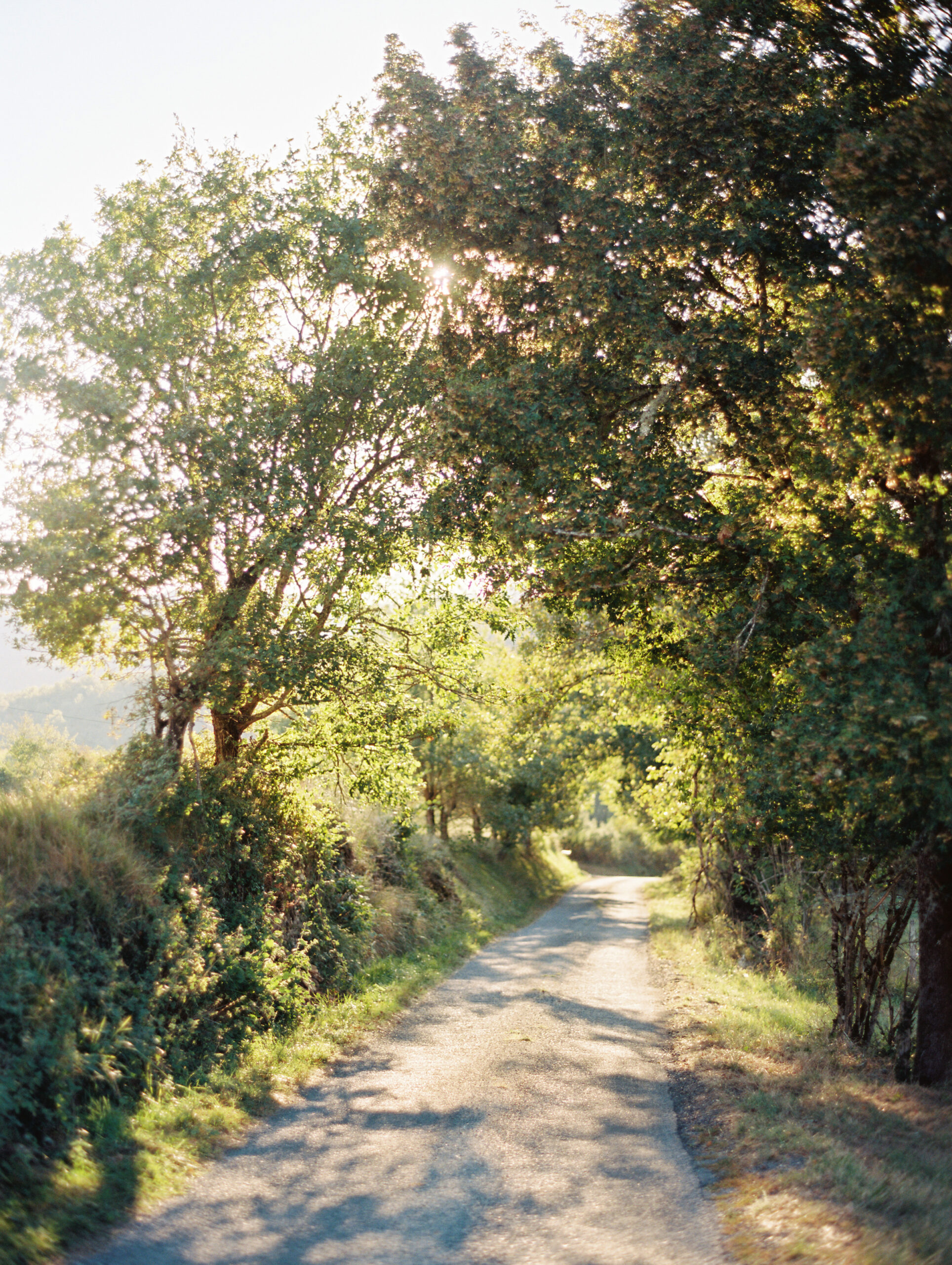 A Pathway among the trees